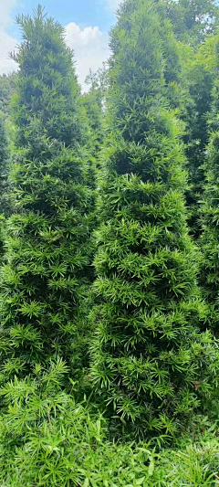 依旧竹声采集到· la丨植物配置/品种参考