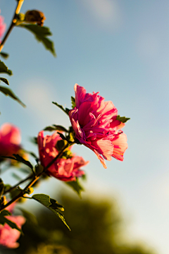 儿叁采集到Blossom