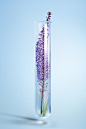 Test Tube with a purple flower inside
