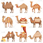 鞍,动物,矢量,骆驼,沙漠,绘画插图,马勒,装饰品,图像