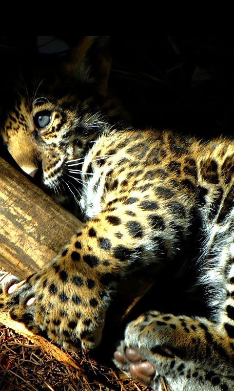 Leopard cub