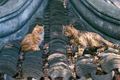 琴子欧尼采集到Photography and cats