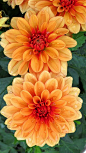 Dahlias