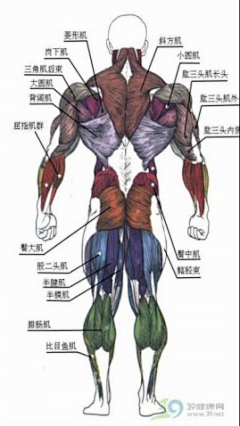 steel-L采集到画-教程-身体结构与比例