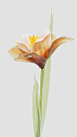 Warm Tranquility 3D glass flower model on Behance