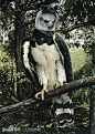 巴拿马国鸟：角雕 
2002年立法确定这种神鹰为巴拿马的国鸟 #国鸟#