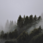 trees_fog_tops_126234_3415x3415.jpg (3415×3415)