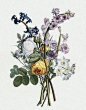 200多年前的花艺图集。 1805年画家Jean Louis Prevost 绘制的《Collection des Fleurs et des Fruits》。