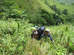 Cubo采集到重返十万大山母猪河（