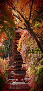 Autumn in Nara, Kyoto, Japan by Matsuura