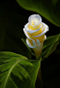 ✯ Ginger Flower, Fairchild Tropical Botanic Garden .. By Pedro Lastra ✯