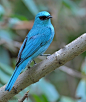 Verditer Flycatcher | Wings