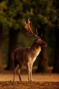 Fallow Deer, Sunrise | by Mark Bridger