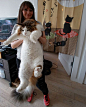 这只叫Samson的喵，籍贯纽约，种族缅因猫。四岁身长一米二，26斤。这个身材，哪里是猫，从背面看还以为养了只阿拉斯加呢 ​​​​