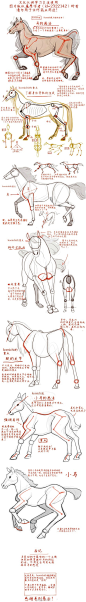 【绘画教程】马和小马的画法。原作者：KOMICHI 分享自@哑庙 和小伙伴们的教程汉化LOFTER：http://t.cn/8kehHwb