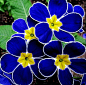 polyanthus 