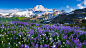 General 3840x2160 mountains flowers landscape