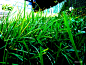 Grass_by_Sinpecado.jpg (1024×768)