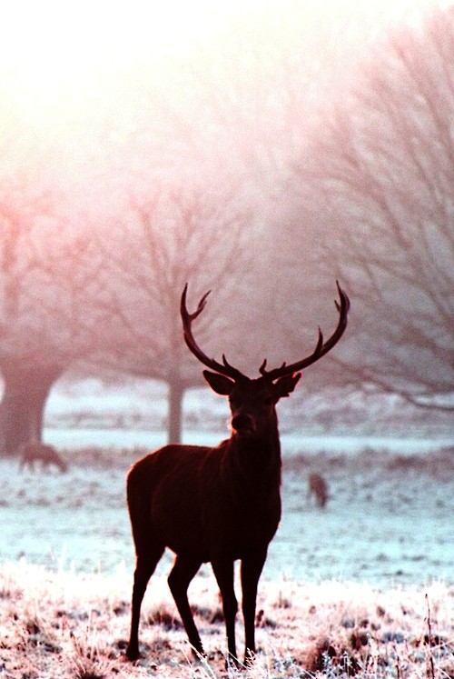 Snow Stag | by Josh ...