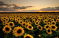 Sunflowers (by Mark A Jones *)