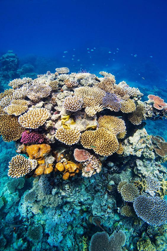 Great Barrier Reef, ...