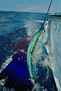 ms-witchywebweaver:

Marlin fishing. Fond memories of a day well spent.
