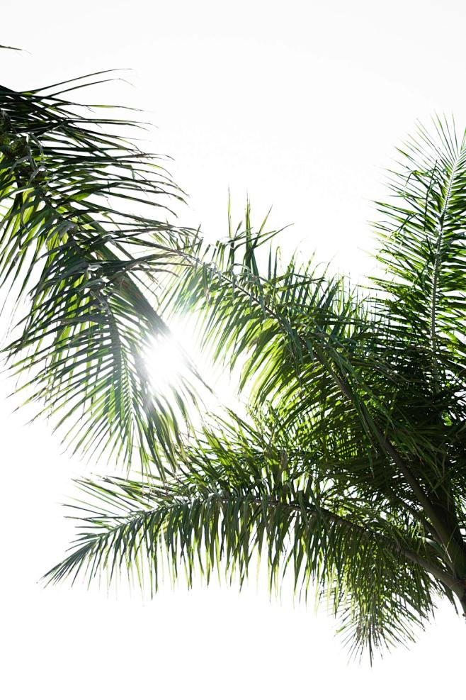 Palm, palm tree, lea...
