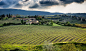 Grapes Fields / 500px