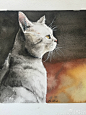 教你画水彩【凝望的猫】灰色猫咪渲染背景水彩画原创详细教程 - 文章