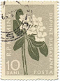 其中包括图片：1957 Romanian Stamp - Daphne blagayana