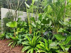 bluue洛采集到植物--热带风格
