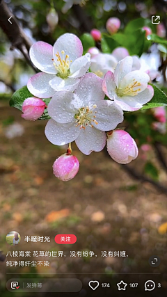 阿遥要吃糖采集到花木