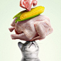 自然平衡——Safari宠物粮食海报宣传-欣赏-创意在线.宠物与粮食的广告海报~