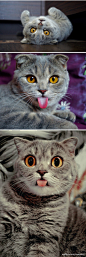 #佳作分享#女摄影师Alina Esther拍摄了家里的两只宠物猫。总觉得喵星人瞳孔放大的样子很萌、很呆呢！