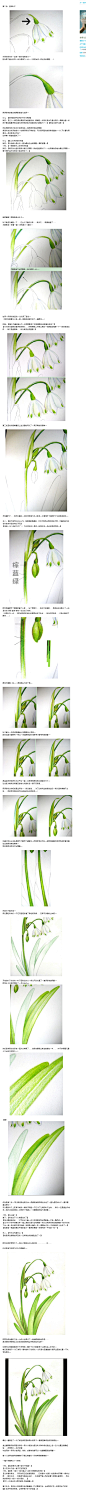 猫小蓟的画花笔记—2—雪片莲——茎和叶片的上色