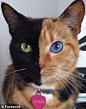 阴阳脸“双面猫”走红网络 左右脸颜色不同(图) -猫,走红-东北网国际【维纳斯是一只罕见的“嵌合体猫”，基因造成了它头部独特的毛色，同时也令它的眼睛呈现一蓝一绿两种颜色
】近日，一只小猫以其独特的外貌在国外网站走红。这只叫做维纳斯的小猫是一只阴阳脸的“双面猫”，它的左右半脸颜色分明，且完全对称，一边是黑色，另一边是棕黄色，就连两只眼睛的颜色也不相同。维纳斯的视频一在网上公布就引来众多网友关注，人们纷纷表示非常喜欢这只独特的小猫。它的主人甚至还在交友网站上为它注册了个人主页，人们可以在上面关注它的动向。
