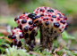 不寻常的美丽和性感：20种罕见蘑菇 : 下面是自然界中都很少见到的20种蘑菇，她们有的美丽、有的性感、有的诡异。