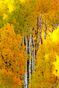 美国，科罗拉多州，秋天的白桦树