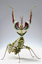 魔花螳螂（Idolomantis Diabolica）