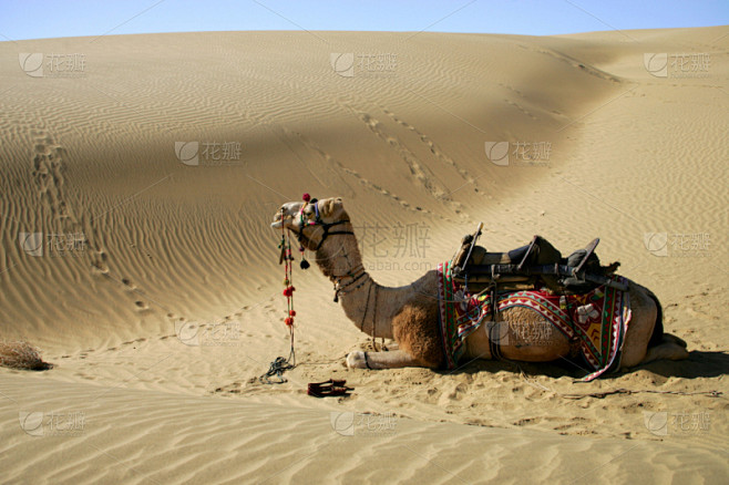 骆驼,塔尔沙漠,驼峰,单峰骆驼,华丽的,...