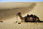 骆驼,塔尔沙漠,驼峰,单峰骆驼,华丽的,旅途,名声,热带气候,黄昏,哺乳纲