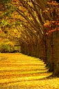 Tree row in fall.