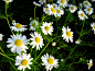 Galia Wilkens在 500px 上的照片Chamomile at sunset