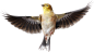 Bird PNG