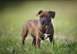 Staffordshire Bull Terrier Puppies For Sale - AKC PuppyFinder : Find Staffordshire Bull Terrier Puppies in your area and helpful tips and info. All purebred Staffordshire Bull Terrier puppies are from AKC registered parents.