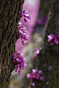 春天盛开的紫荆树，东部，芝加哥植物园

spring blooms, eastern redbud tree, Chicago Botanic Garden