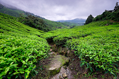 前路茫茫采集到茶山