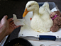 3D印刷假脚保存鸭子的生活 #采集大赛#
