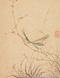 马荃的《花鸟虫草图册》