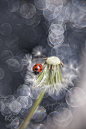 The breeze or the gently lullaby by Lafugue Logos on 500px